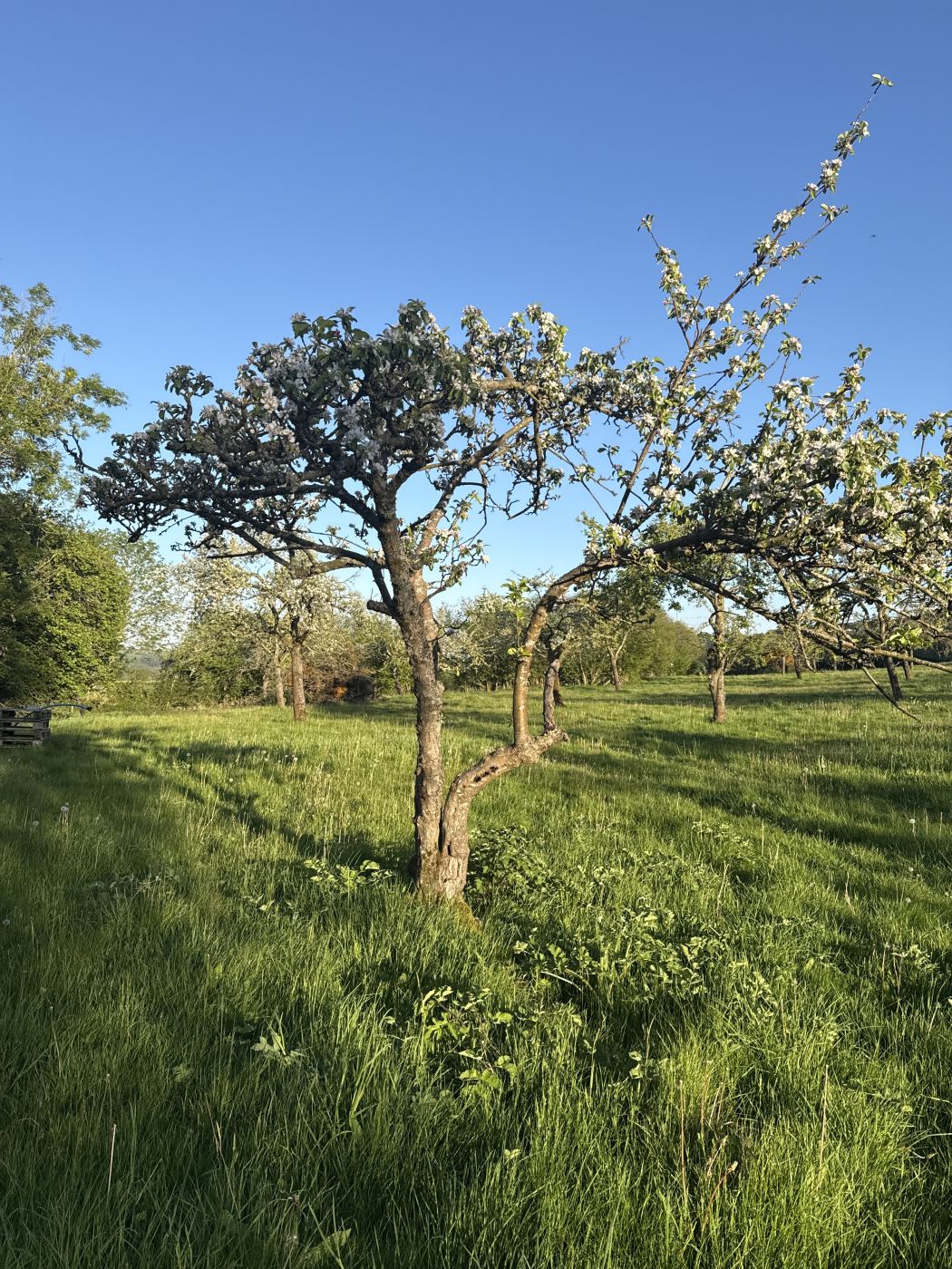 Tree Photo